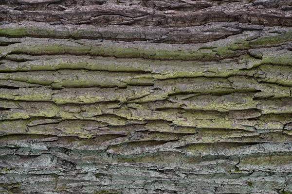 褐木树皮的背景 — 图库照片