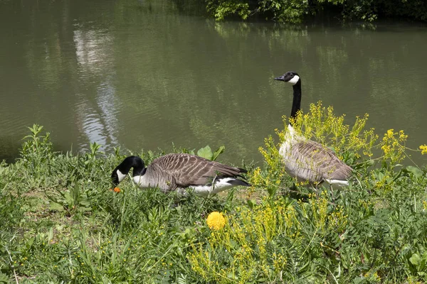 Ganzen Een Meer Het Gras Bloemen — Stockfoto