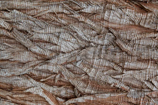 Background Brown Wood Bark — Stock Photo, Image