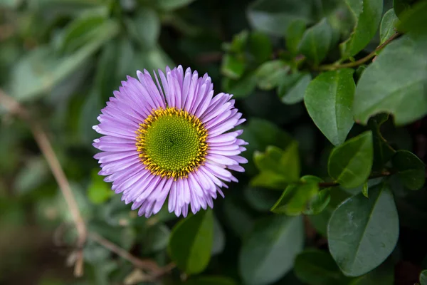 Close Pink Flowers Nature — Stock Photo, Image