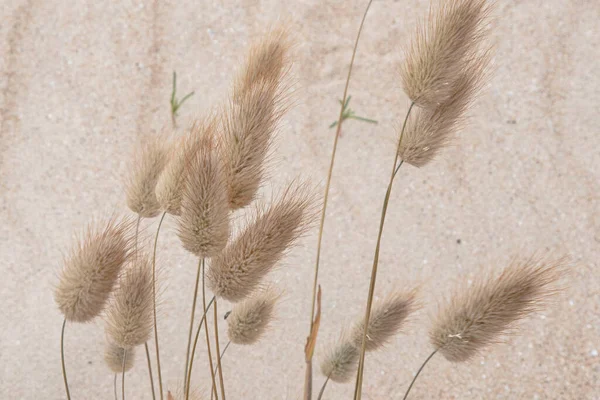 Close Typical Atlantic Seaside Vegetation Sand — Foto de Stock