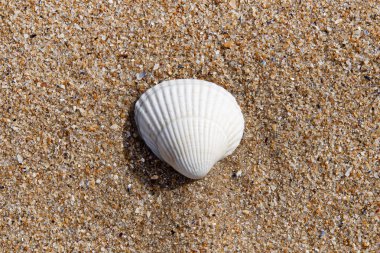 Güneşin altında kumlu bir sahilde beyaz bir deniz kabuğu