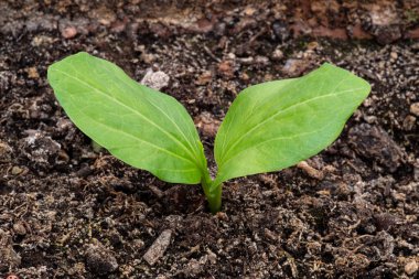 Baobab fidanına yakın çekim