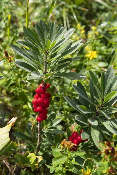 Close-up of a mountain plant with red berries