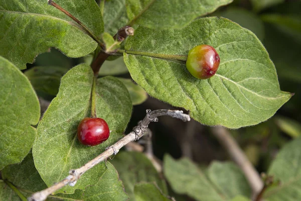 赤い果実を持つ山の植物のクローズアップ — ストック写真