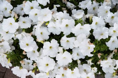 Bahçede bir sürü beyaz Petunya çiçeği