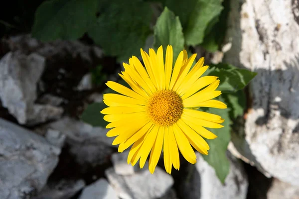 Close Wild Arnica Flowers Mountains Alps France — Stock Photo, Image