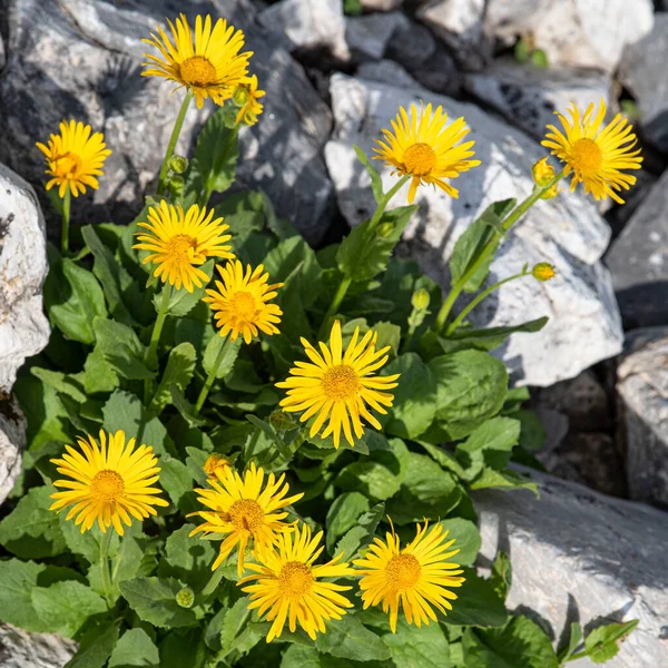 Close Wild Arnica Flowers Mountains Alps France — Stock Photo, Image