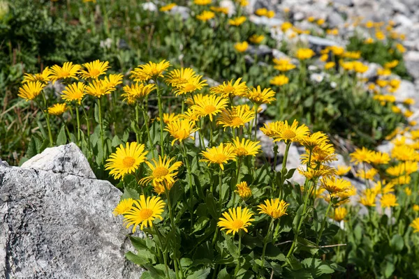 Close Wild Arnica Flowers Mountains Alps France — Stock Photo, Image