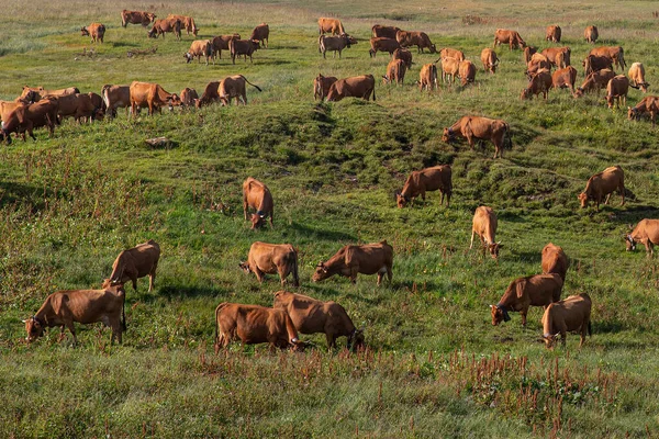 フランスのアルプスの山の牧草地で牛の群れ — ストック写真