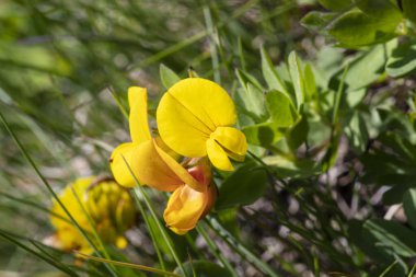 Fransa 'nın Alp Dağları' ndaki sarı çiçeğe yakın çekim