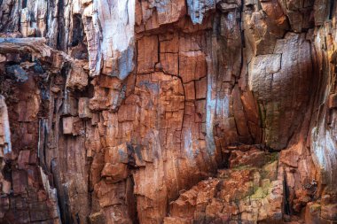 Eski bir ağaç gövdesine yakın çekim