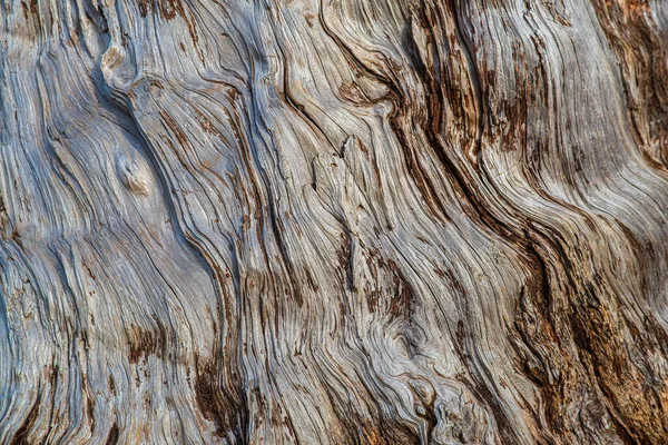 Eski bir ağaç gövdesine yakın çekim