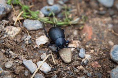 Gübre böceği, kara böcek, doğada kirli bir yolda.