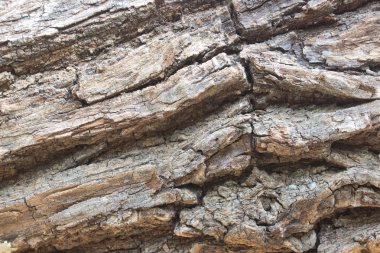 ahşap doku arkaplanı