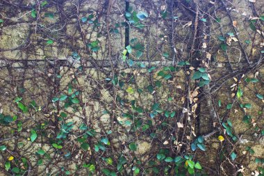 bir duvarda yeşil sarmaşık bitki