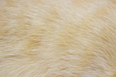 hayvan deri bir kedi desen arka plan