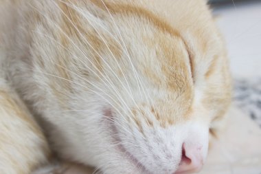 Bıyık, sevimli kedi