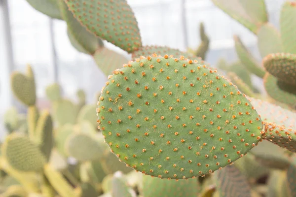 Cactus in de tuin — Stockfoto