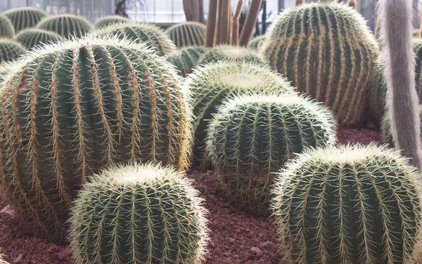 Cactus en el jardín exterior — Foto de Stock