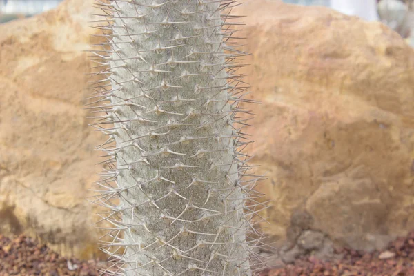 Cactus dans le jardin extérieur — Photo