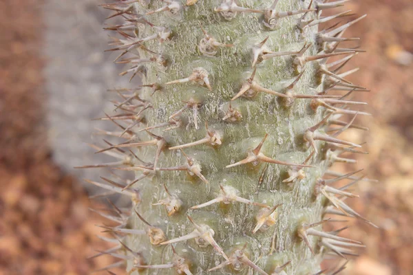 Cactus in the outdoor garden — Stock Photo, Image