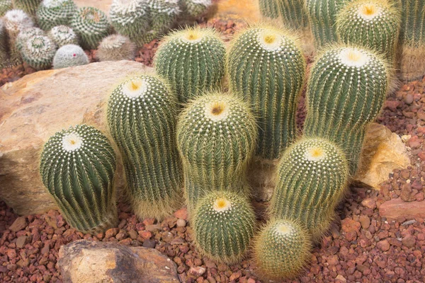 Cactus en el jardín exterior — Foto de Stock