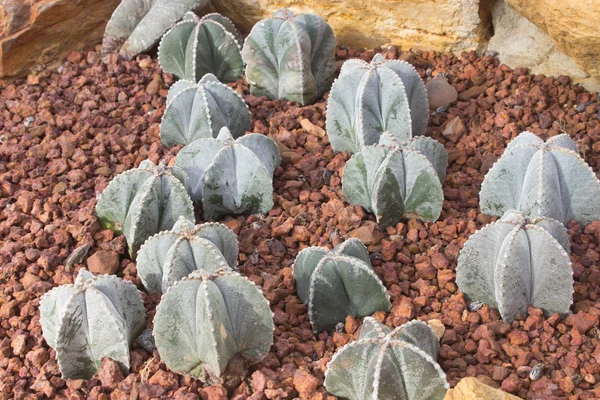 Cactus en el jardín exterior — Foto de Stock