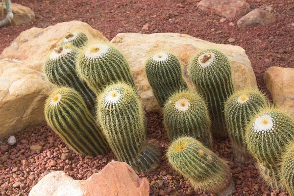 Cactus en el jardín exterior — Foto de Stock