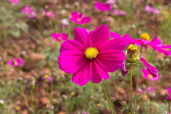 Cosmos flowers in the outdoor garden — Stock Photo, Image