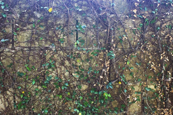 bir duvarda yeşil sarmaşık bitki