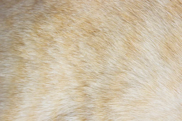 animal skin a cat pattern background