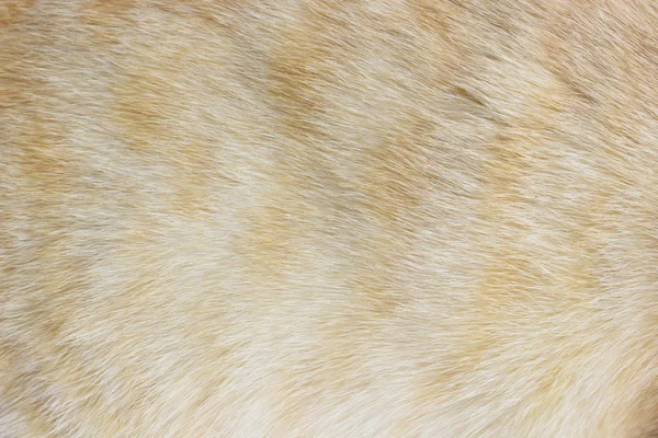 Animal skin a cat pattern background — Stock Photo, Image