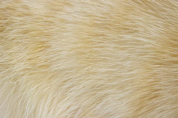 Pele animal um fundo padrão de gato — Fotografia de Stock