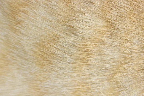 Állati bőr egy macska-mintás háttérrel — Stock Fotó
