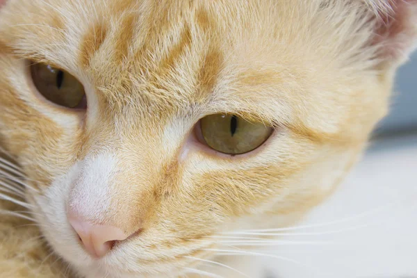 bir kedi, sokak kedileri ve zavallı kedi