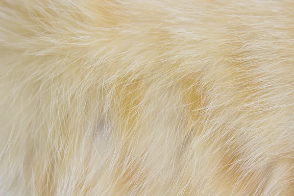 Piel animal un gato patrón fondo —  Fotos de Stock
