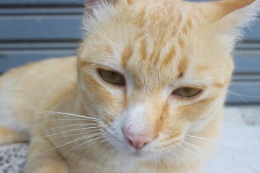 bir kedi, sokak kedileri ve zavallı kedi