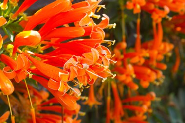 Yumuşak focut, Pyrostegia venusta çiçek