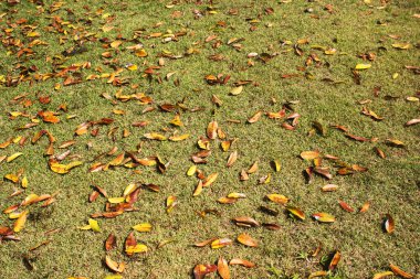 Açık, sonbahar çimlere bırakır