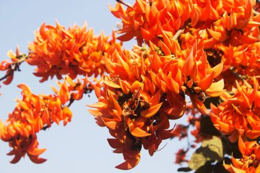 açık, Butea monosperma çiçek