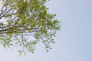 mavi gökyüzü arka plan ile dal