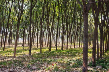 kapıdan çık, kauçuk tarlaları