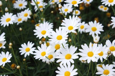 yumuşak focut beyaz Gerbera çiçek