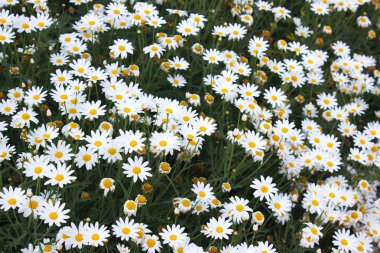 yumuşak focut beyaz Gerbera çiçek