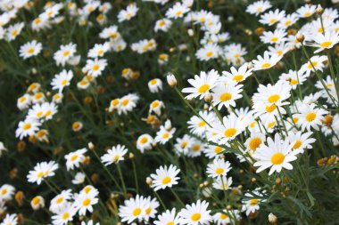 yumuşak focut beyaz Gerbera çiçek
