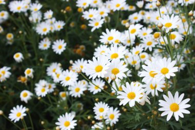 yumuşak focut beyaz Gerbera çiçek