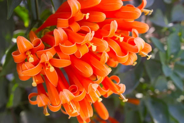 Soft focut,Pyrostegia venusta flower — Stock Photo, Image