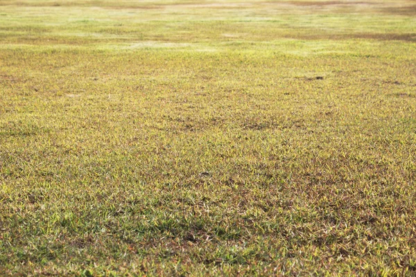 Al aire libre, hierba para su uso como fondo — Foto de Stock