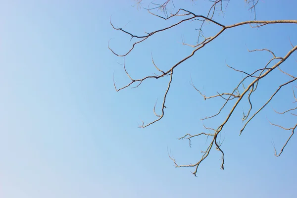 青い空を背景に木の枝を乾燥します。 — ストック写真